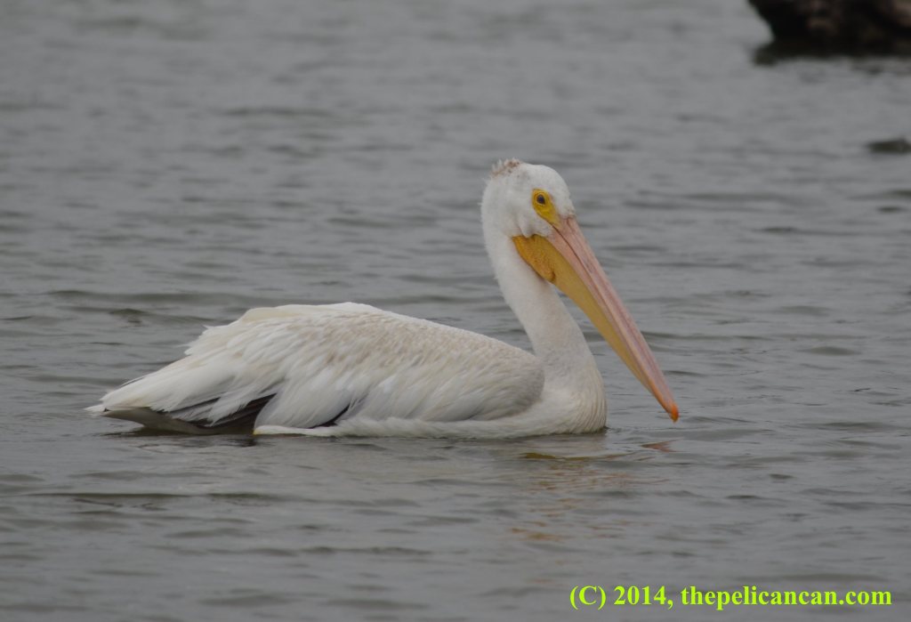 A pelican (american white pelican; Pelecanus erythrorhynchos) swimming at White Rock Lake in Dallas, TX