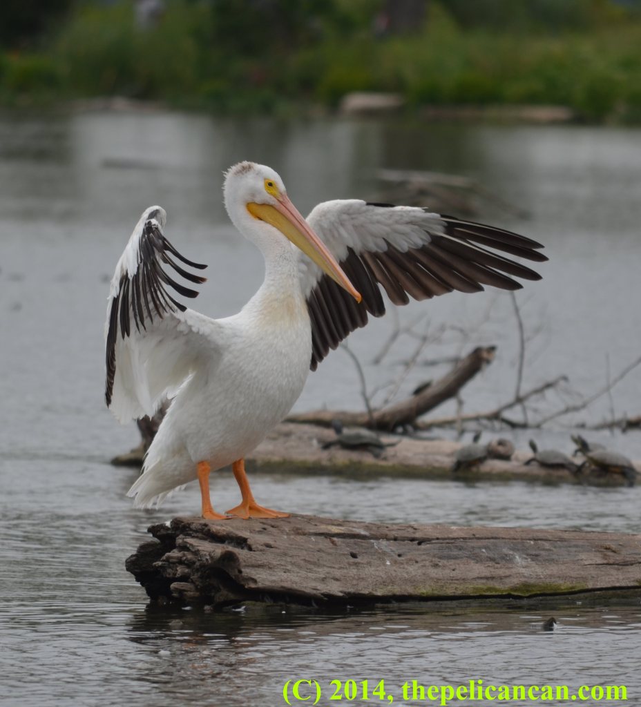 A pelican (american white pelican; Pelecanus erythrorhynchos) beating her wings at White Rock Lake in Dallas, TX