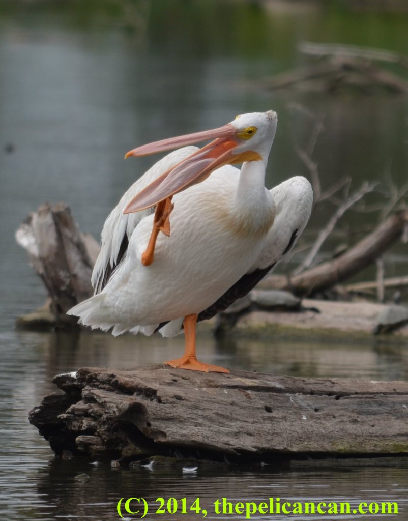 A pelican (american white pelican; Pelecanus erythrorhynchos) scratching her gular pouch at White Rock Lake in Dallas, TX