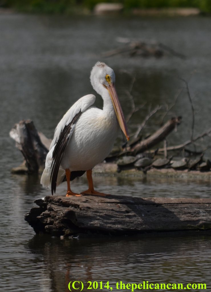 A sleepy pelican (american white pelican; Pelecanus erythrorhynchos) standing on a log at White Rock Lake in Dallas, TX