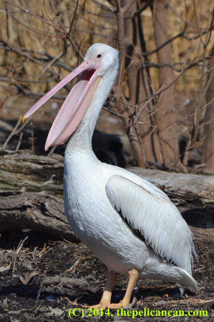 A juvenile pelican (american white pelican; Pelecanus erythrorhynchos) stretches its gular pouch at White Rock Lake in Dallas, TX