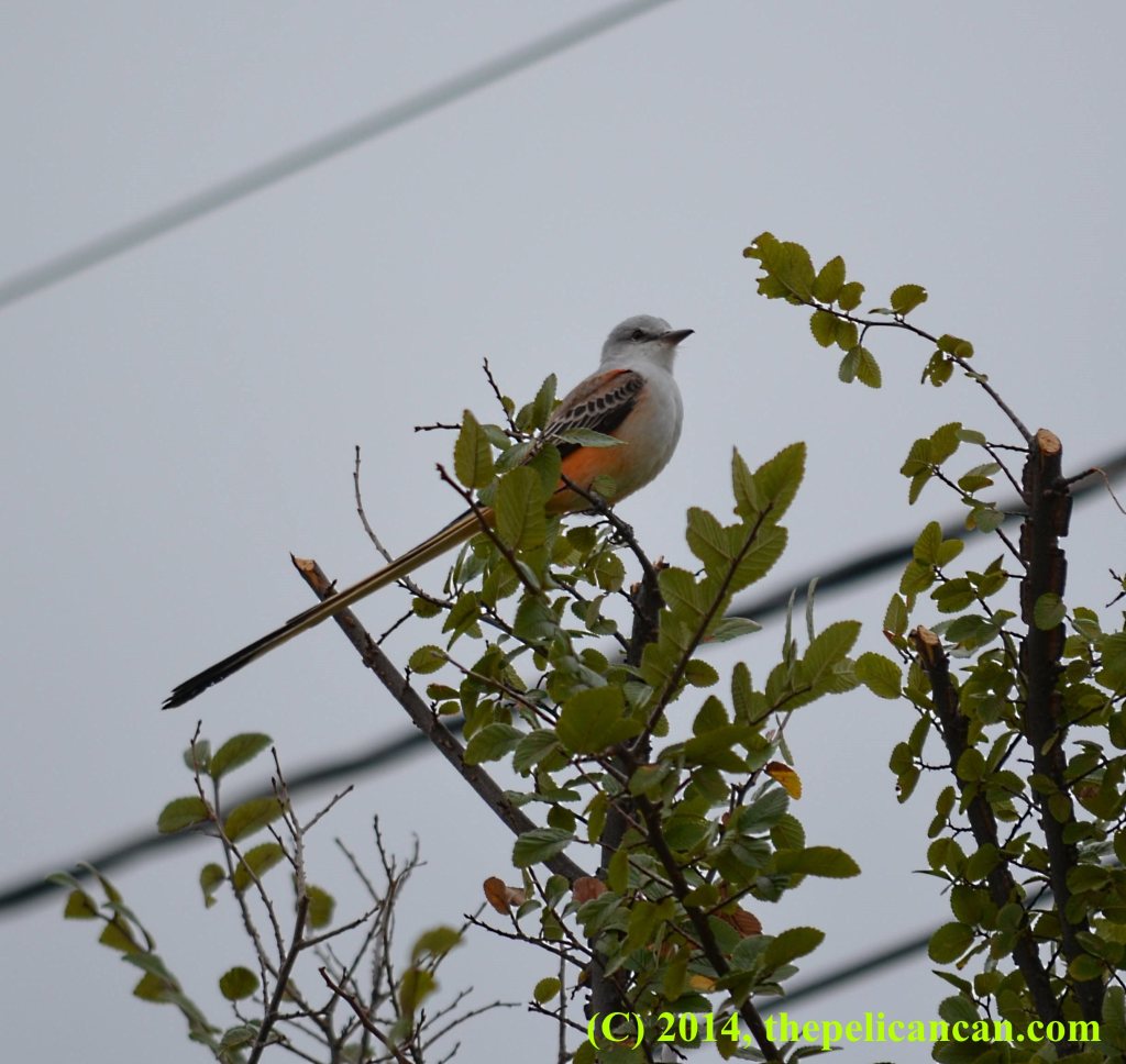 Scissor-tailed flycatcher (Tyrannus forficatus) perched in a tree at White Rock Lake in Dallas, TX.