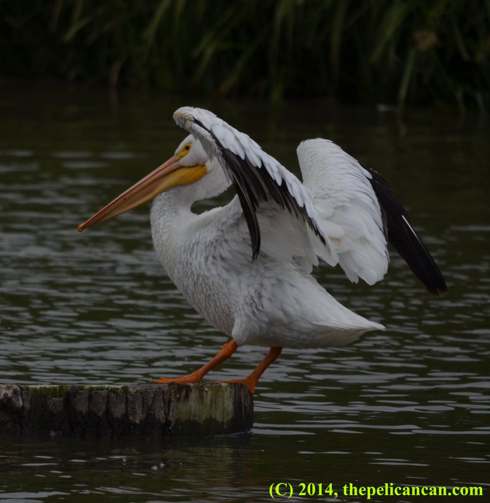 A pelican (american white pelican; Pelecanus erythrorhynchos) raises her wings while standing on a stump at White Rock Lake in Dallas, TX