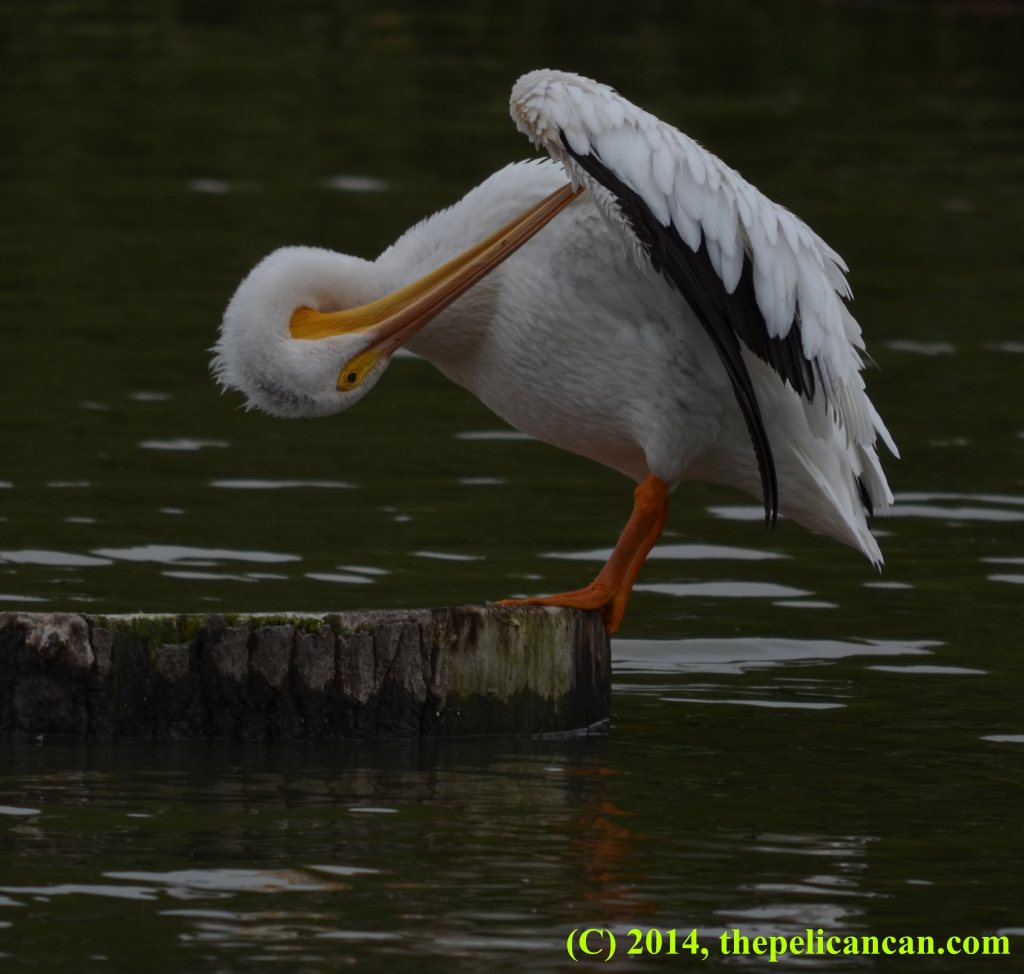 A pelican (american white pelican; Pelecanus erythrorhynchos) preens under her wing as she stands on a stump at White Rock Lake in Dallas, TX