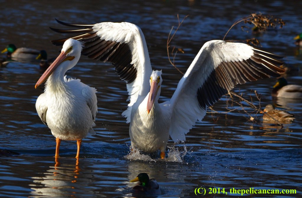 Pelican (american white pelican; Pelecanus erythrorhynchos) jumps on a log next to another pelican at White Rock Lake in Dallas, TX