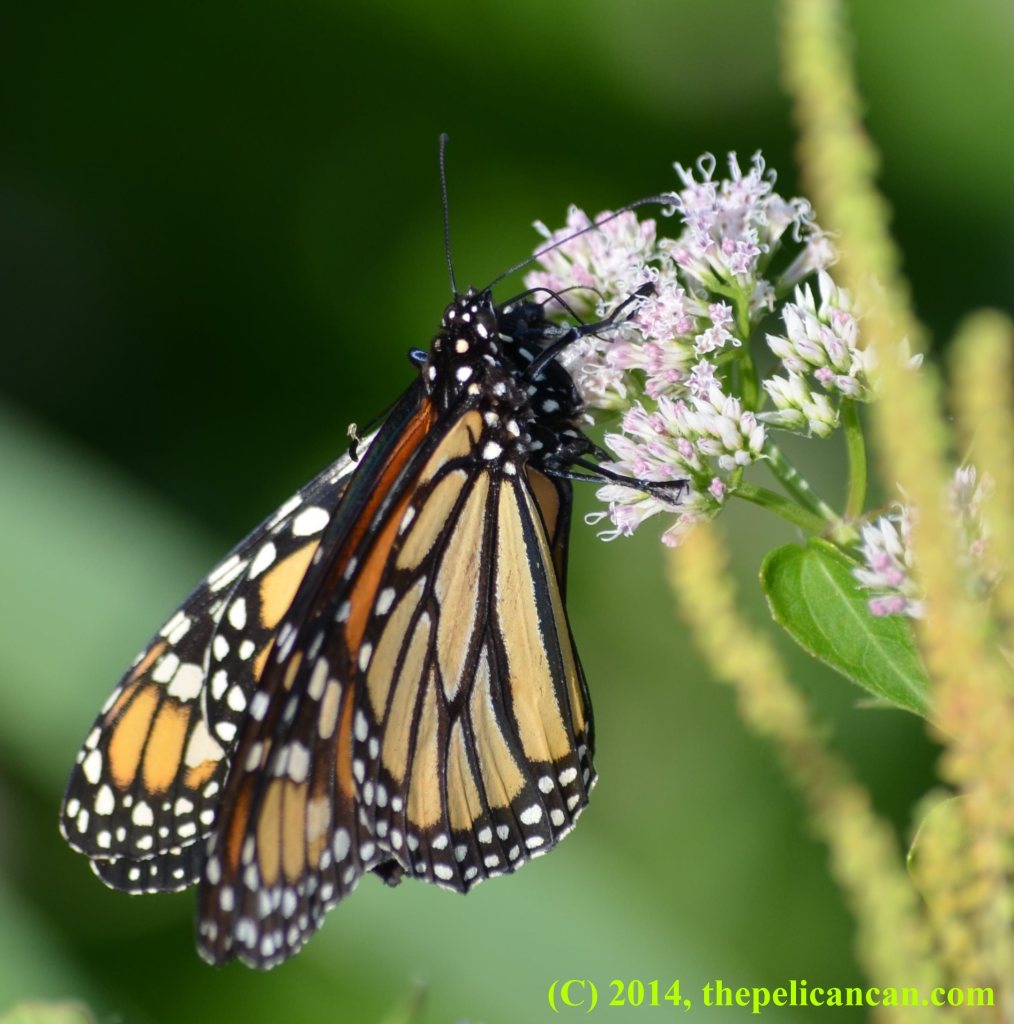 A male monarch butterfly (Danaus plexippus) on top of a female monarch butterfly at White Rock Lake in Dallas, TX