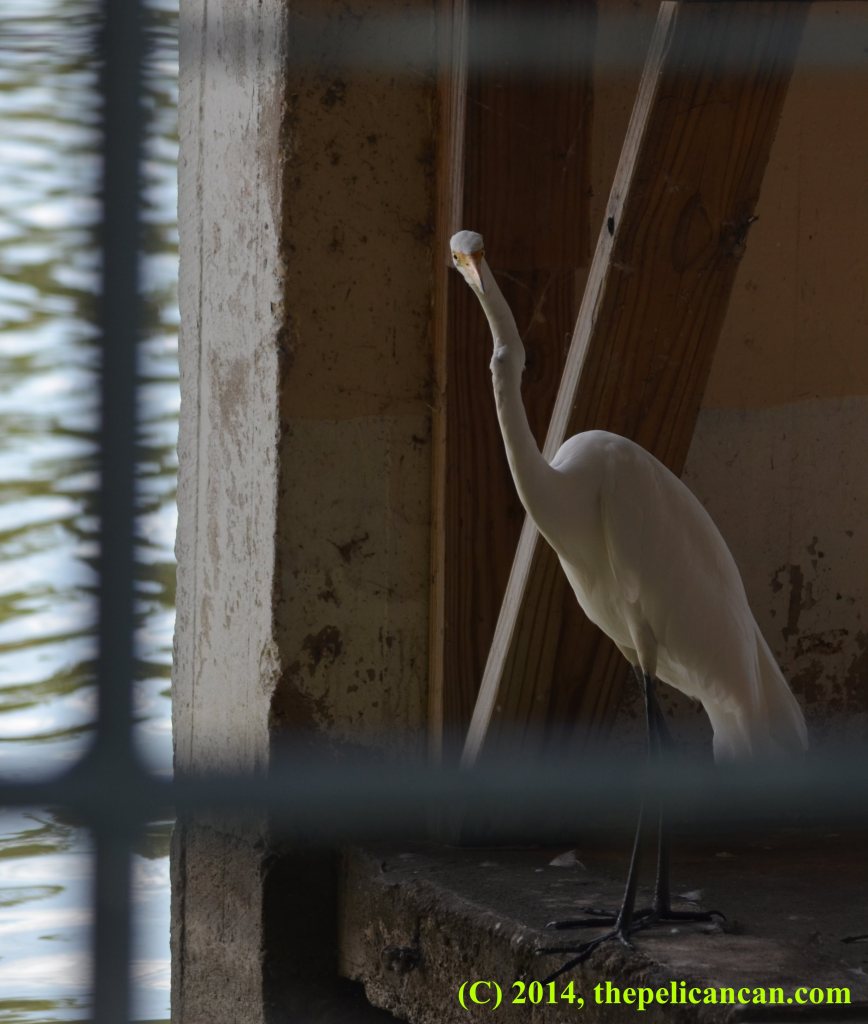 Great egret (Ardea alba) inside a boathouse at White Rock Lake in Dallas, TX