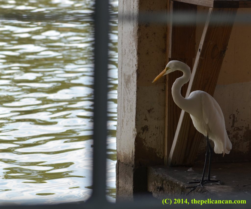Great egret (Ardea alba) inside a boathouse at White Rock Lake in Dallas, TX
