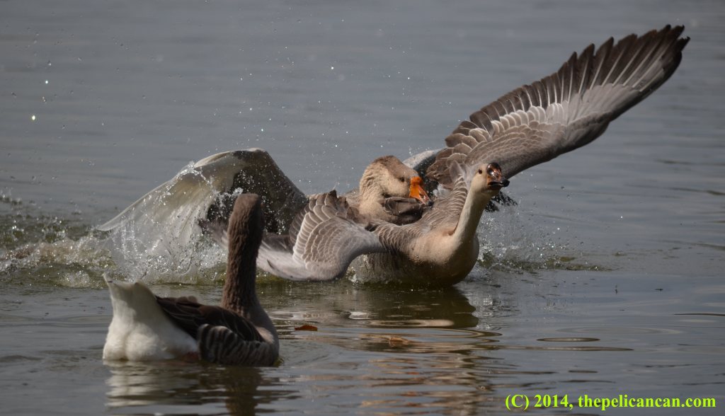 Two geese attempt to mate at White Rock Lake in Dallas, TX