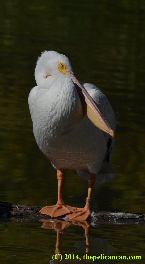 A pelican (american white pelican; Pelecanus erythrorhynchos) stands on a log at White Rock Lake in Dallas, TX