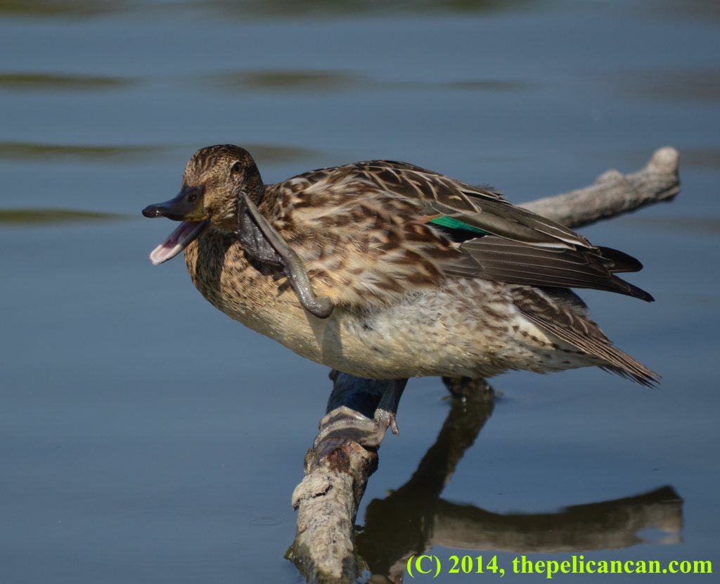 Female green-winged teal duck (Anas carolinensis) scratching her head at White Rock Lake in Dallas, TX