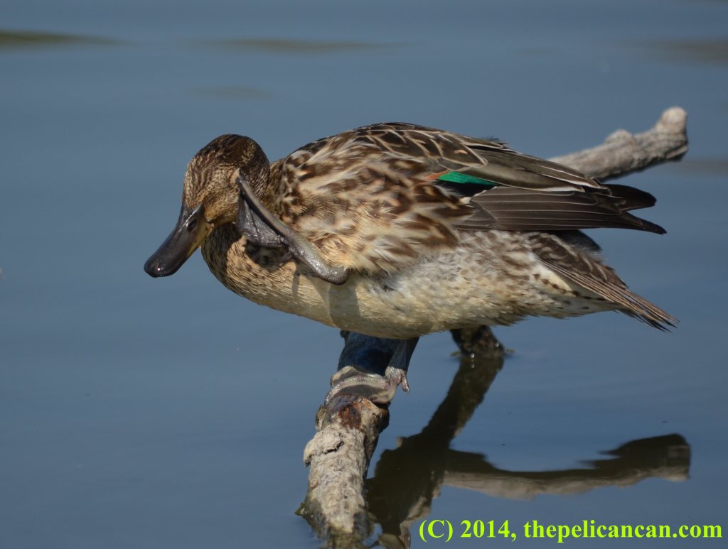 Female green-winged teal duck (Anas carolinensis) scratching her head at White Rock Lake in Dallas, TX