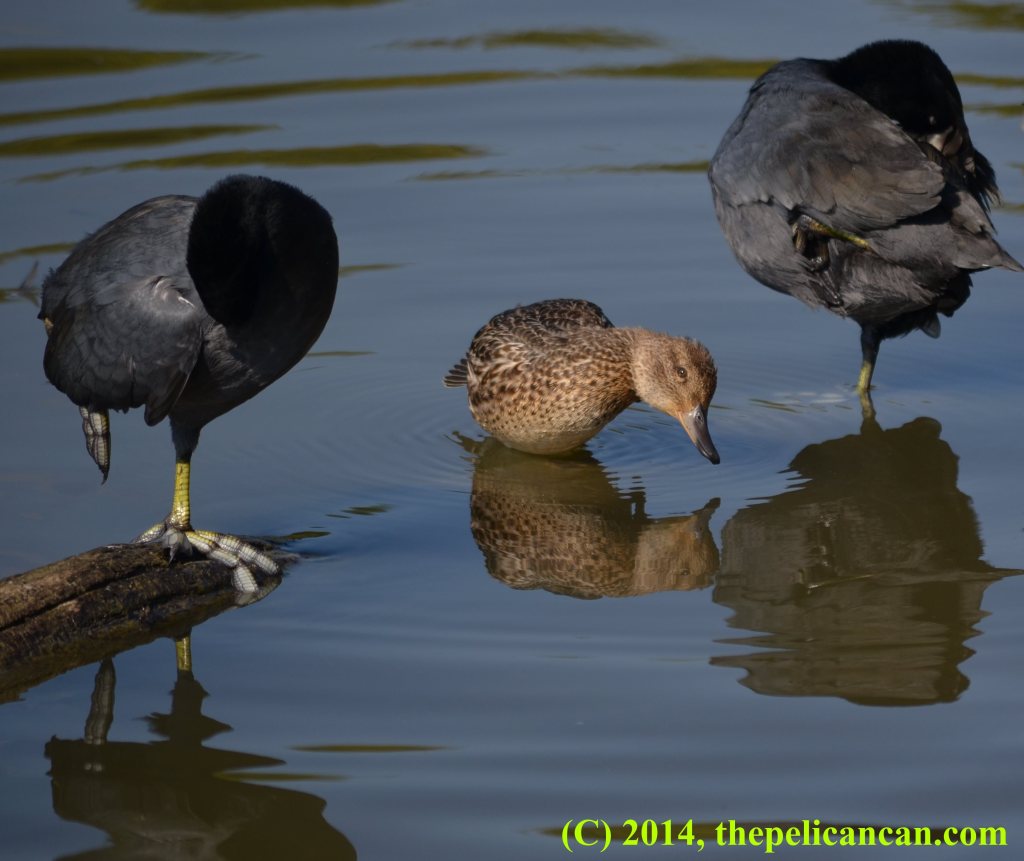 Female green-winged teal duck (Anas carolinensis) standing with coots (american coots; Fulica americana) at White Rock Lake in Dallas, TX