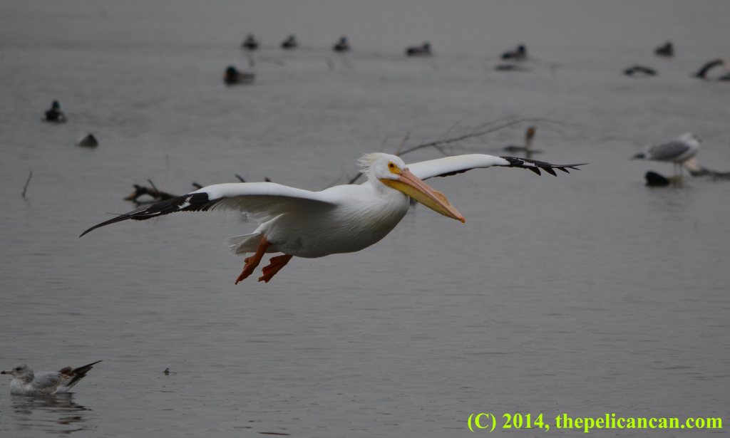 Flying pelican (american white pelican; Pelecanus erythrorhynchos) about to land at White Rock Lake in Dallas, TX