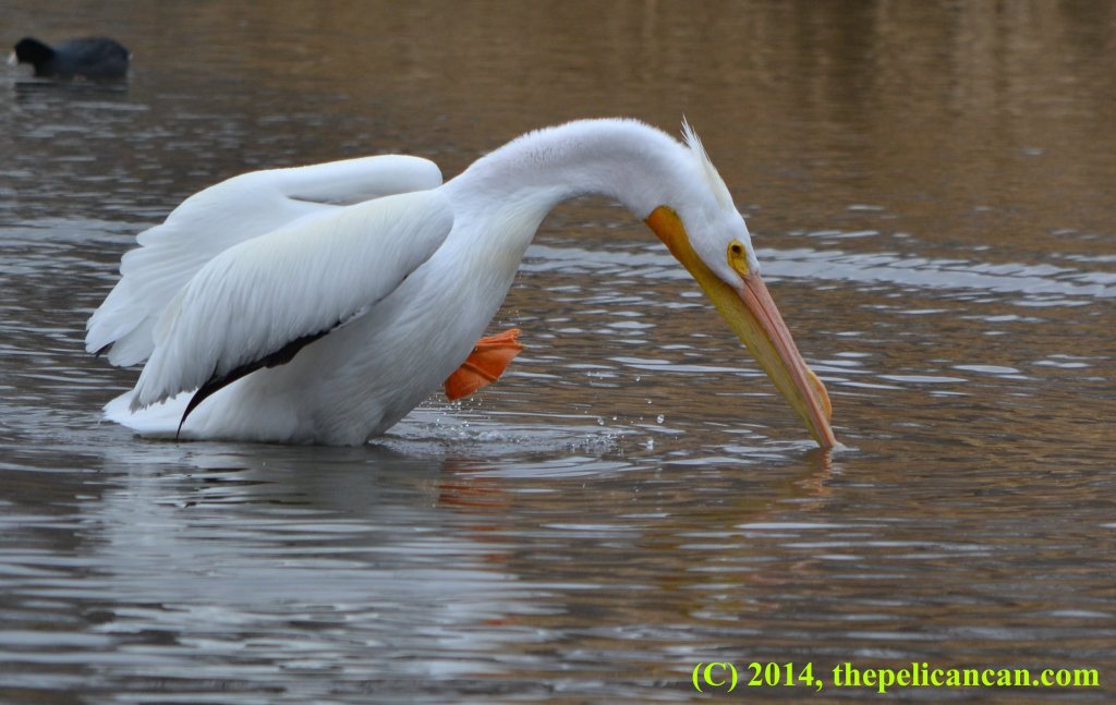 Pelican (american white pelican; Pelecanus erythrorhynchos) putting her foot down after scratching herself at White Rock Lake in Dallas, TX