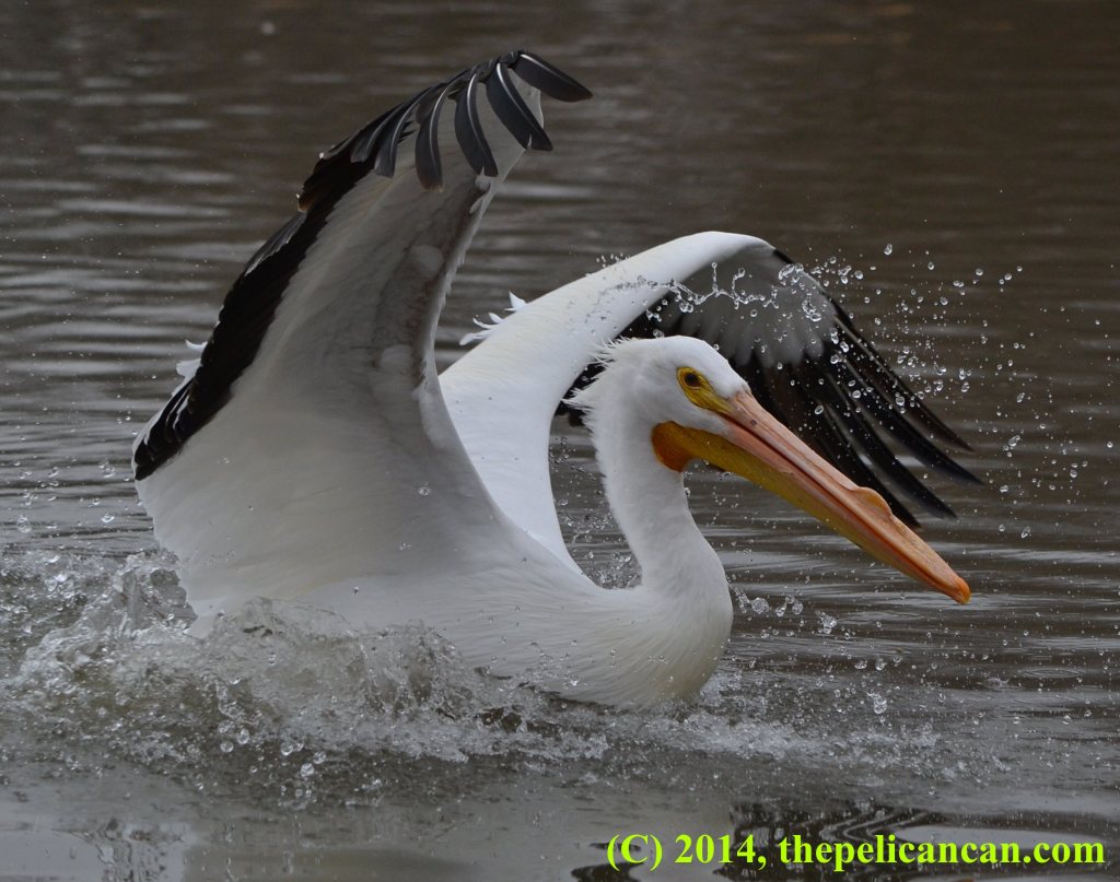 Pelican (american white pelican; Pelecanus erythrorhynchos) landing at White Rock Lake in Dallas, TX