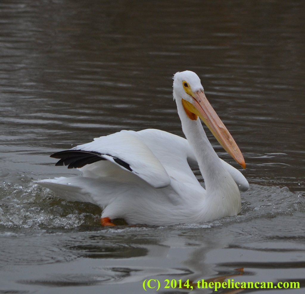 Pelican (american white pelican; Pelecanus erythrorhynchos) recovers from landing at White Rock Lake in Dallas, TX