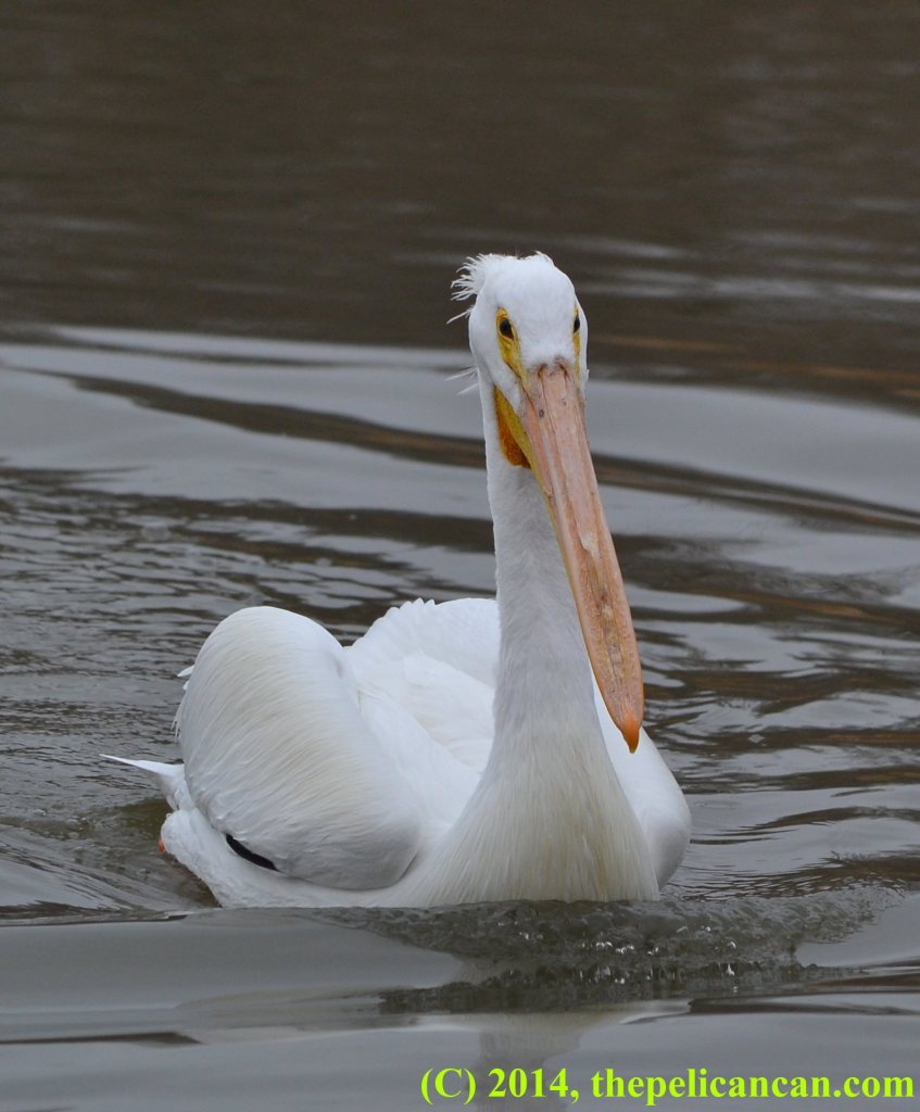 Pelican (american white pelican; Pelecanus erythrorhynchos) swimming toward a fish at White Rock Lake in Dallas, TX