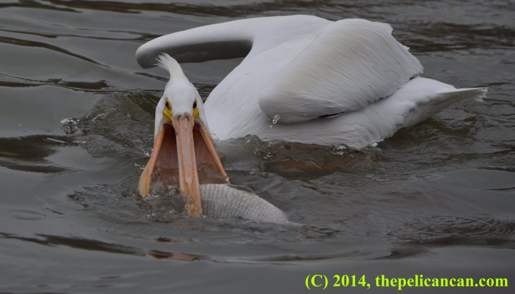 Pelican (american white pelican; Pelecanus erythrorhynchos) trying to scoop up a fish at White Rock Lake in Dallas, TX