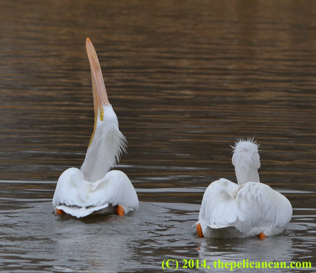 Pelican (american white pelican; Pelecanus erythrorhynchos) raising her head to eat a fish in her gular pouch as another pelican swims next to her at White Rock Lake in Dallas, TX