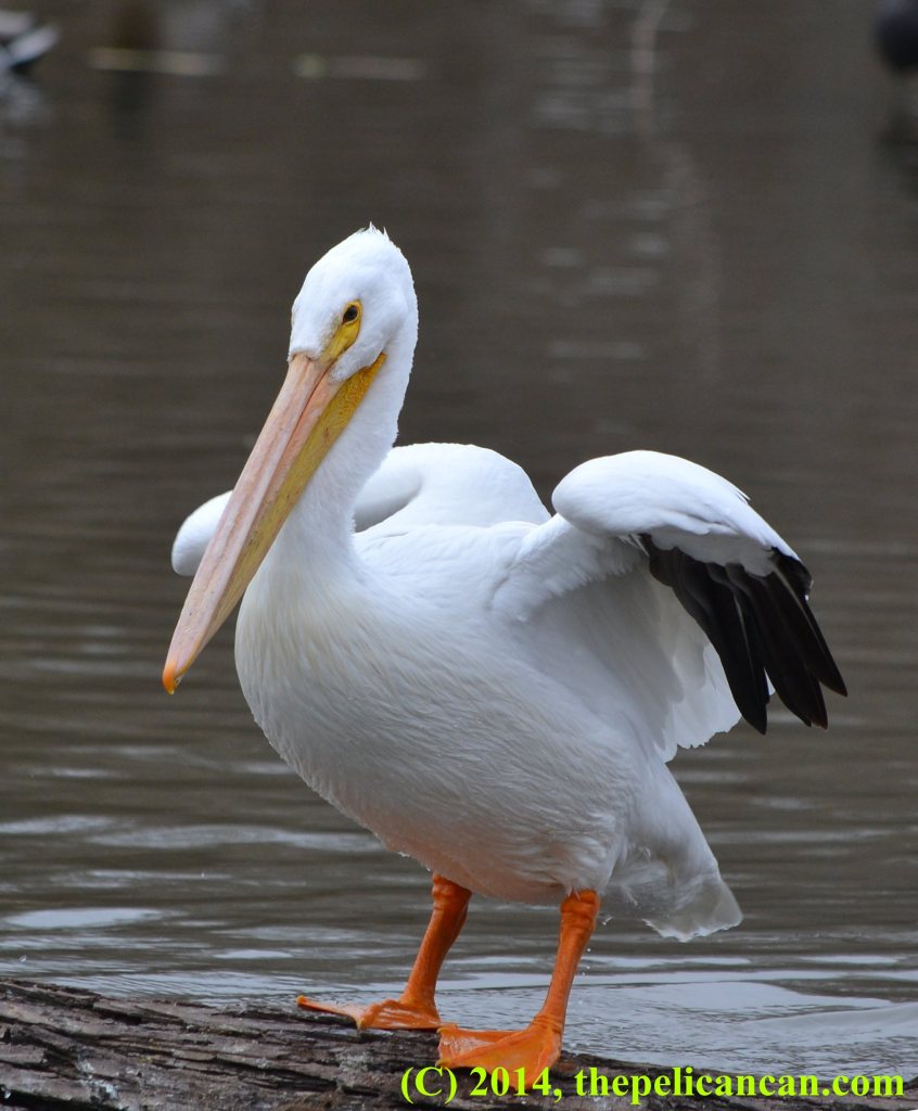 Pelican (american white pelican; Pelecanus erythrorhynchos) standing on a log at White Rock Lake in Dallas, TX
