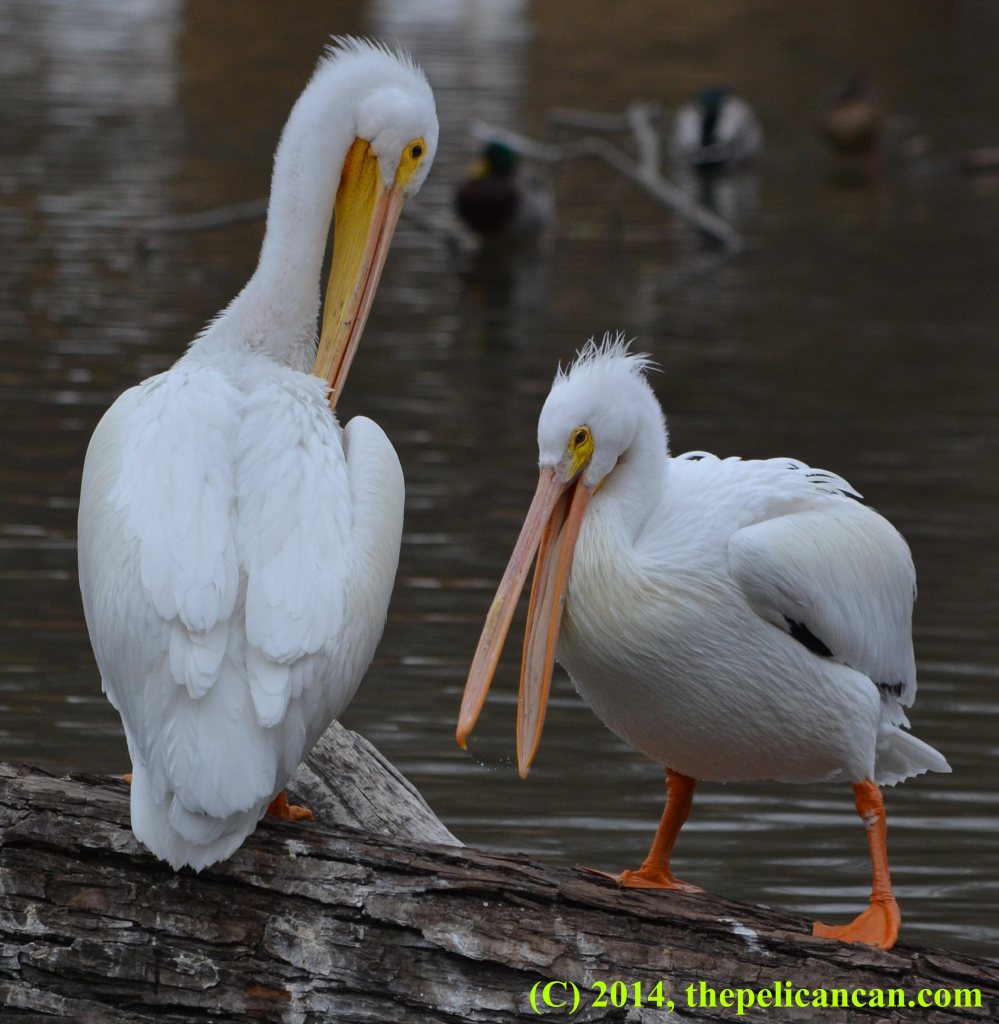 Two pelicans (american white pelicans; Pelecanus erythrorhynchos) standing together on a log at White Rock Lake in Dallas, TX