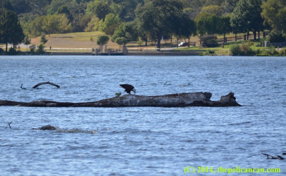 A bald eagle (Haliaeetus leucocephalus) standing on a log at White Rock Lake in Dallas, TX