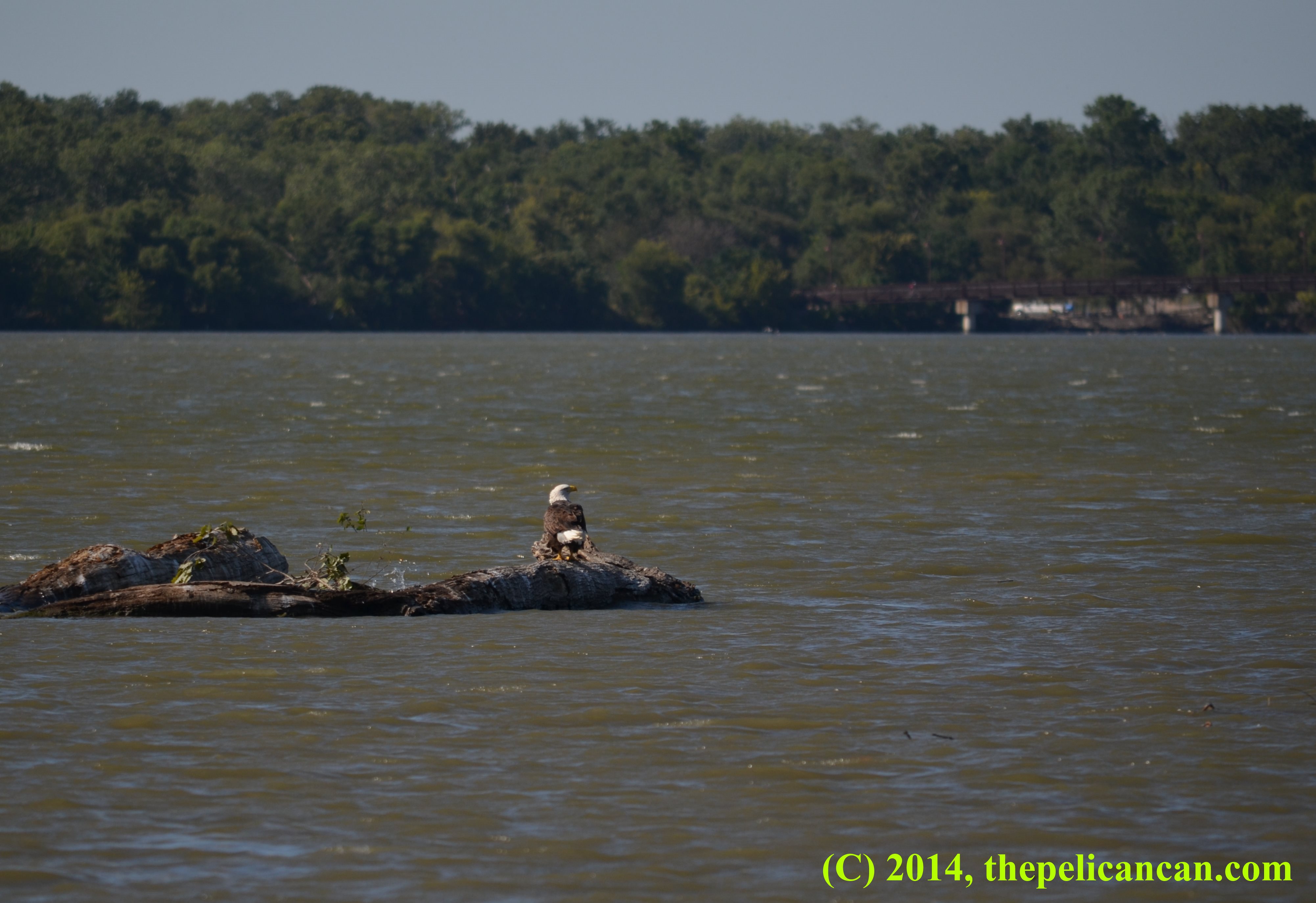 A bald eagle (Haliaeetus leucocephalus) standing on a log at White Rock Lake in Dallas, TX