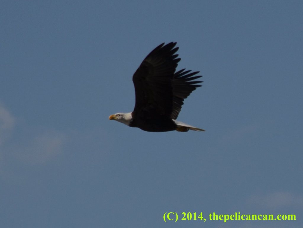 A bald eagle (Haliaeetus leucocephalus) flying over water at White Rock Lake in Dallas, TX