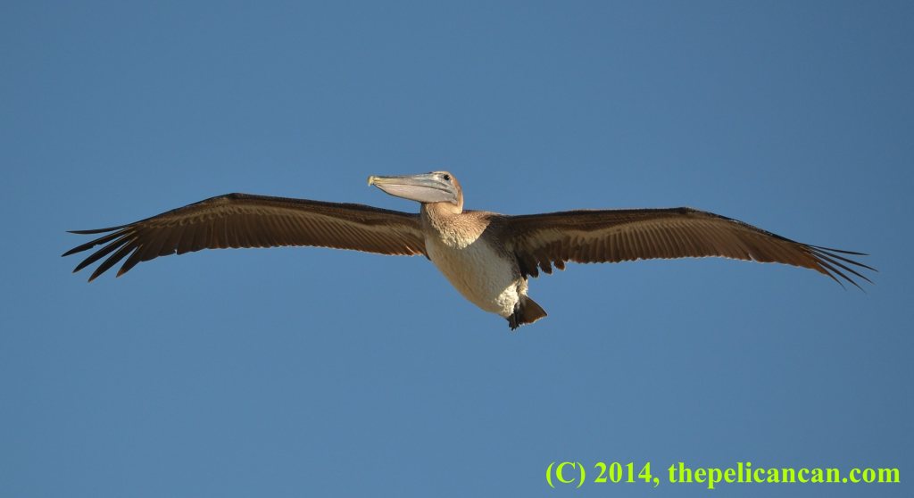 Juvenile brown pelican (Pelecanus occidentalis) flying over the Atlantic Ocean at Canaveral National Seashore