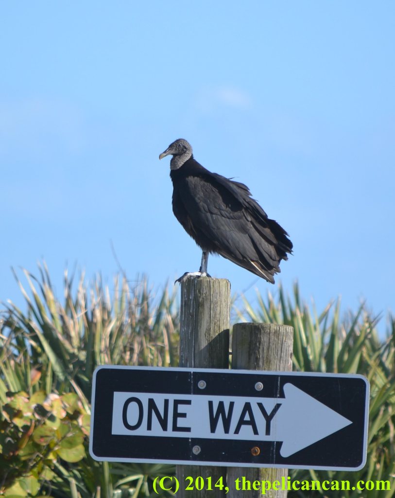 Black vulture (Coragyps atratus) standing on a sign post at Canaveral National Seashore