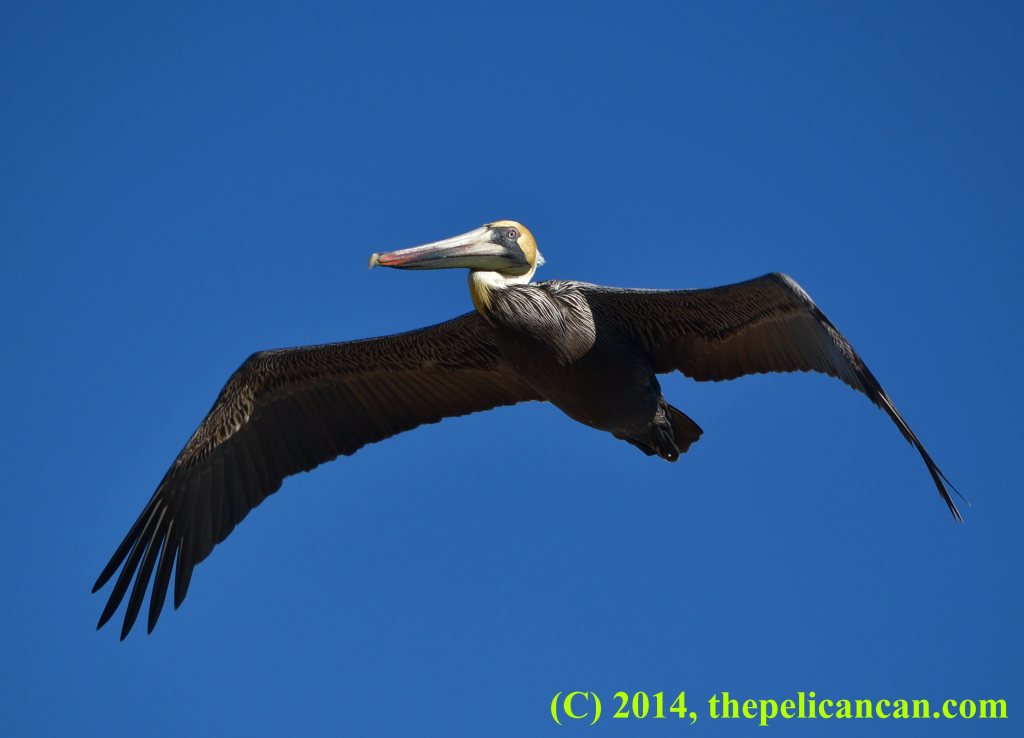Brown pelican (Pelecanus occidentalis) flying over the Atlantic Ocean at Canaveral National Seashore