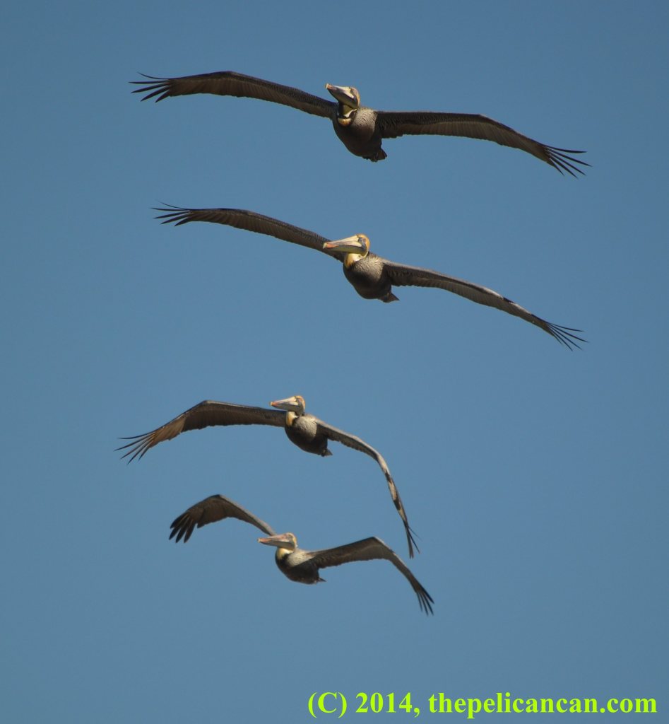 Four brown pelicans (Pelecanus occidentalis) flying over the Atlantic Ocean at Canaveral National Seashore
