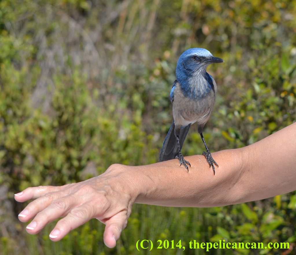 Florida scrub-jay perched on a person at Lyonia Preserve in Florida