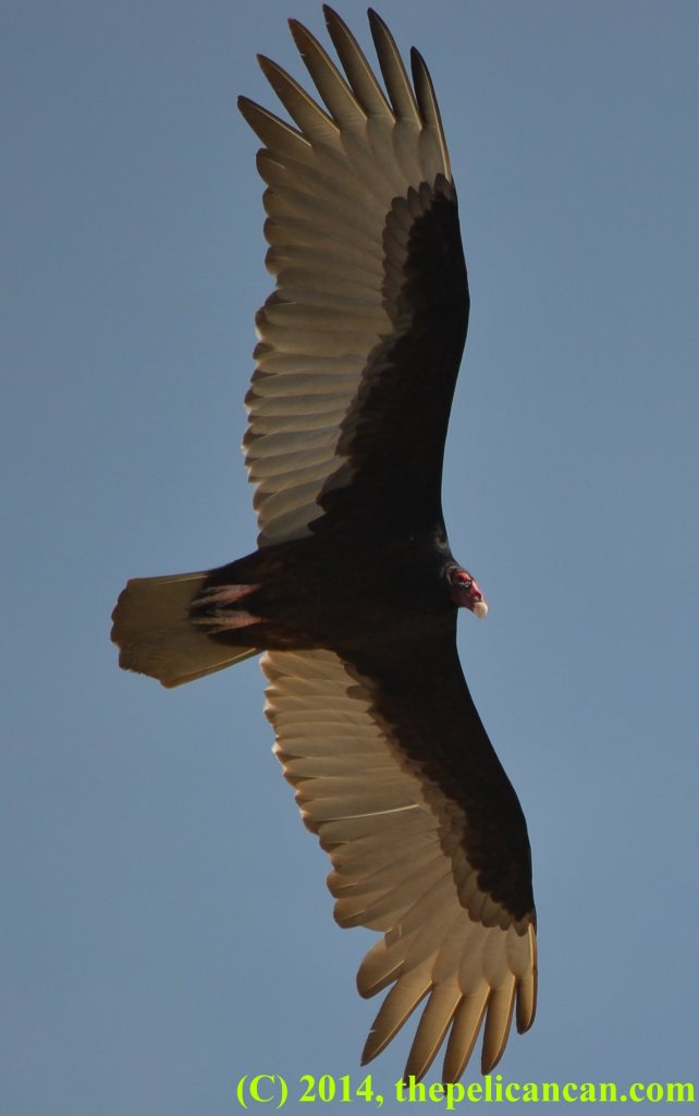 Turkey vulture (Cathartes aura) soars through the air at the Merritt Island Natinal Wildlife Refuge in Florida