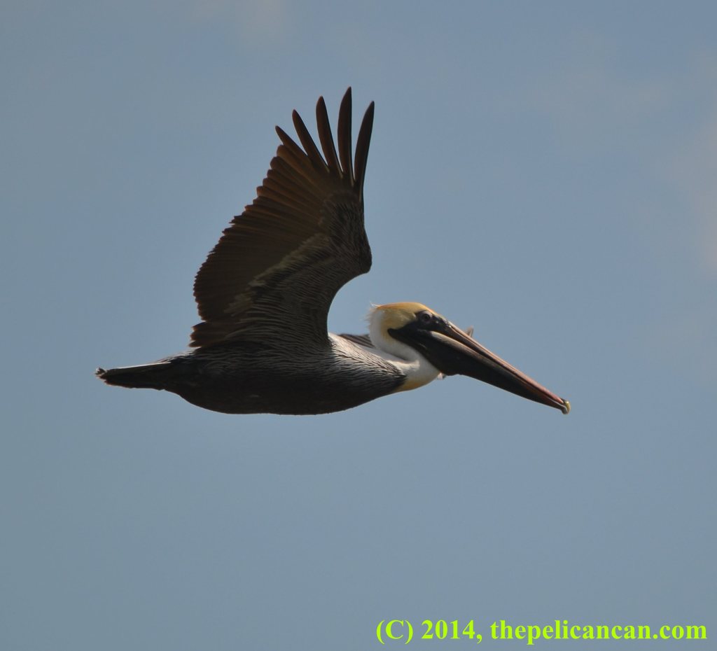 Brown pelican (Pelecanus occidentalis) flies above water at the Merritt Island National Wildlife Refuge in Florida