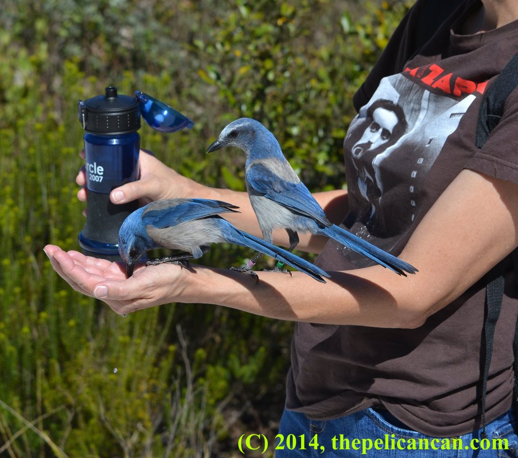 Two Florida scrub-jays perched on a person at Lyonia Preserve in Florida