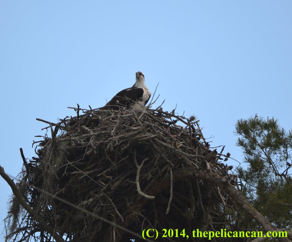 Osprey (Pandion haliaetus) sitting in a nest in Central Florida