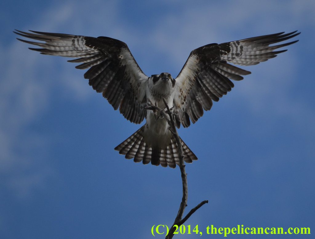 Osprey (Pandion haliaetus) landing on a tree branch in Central Florida