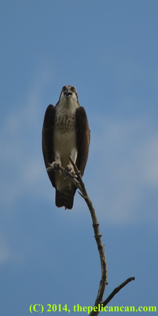 Osprey (Pandion haliaetus) sits on a branch in Central Florida