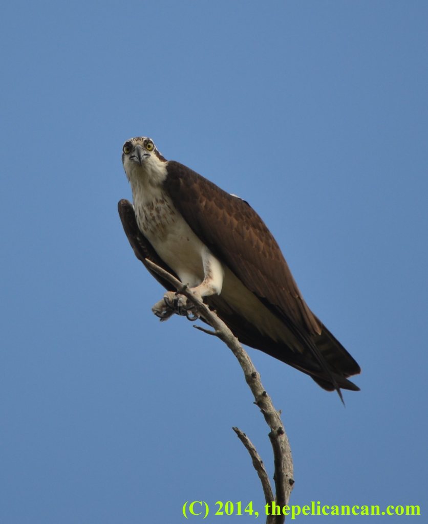 Osprey (Pandion haliaetus) sits on a branch in Central Florida