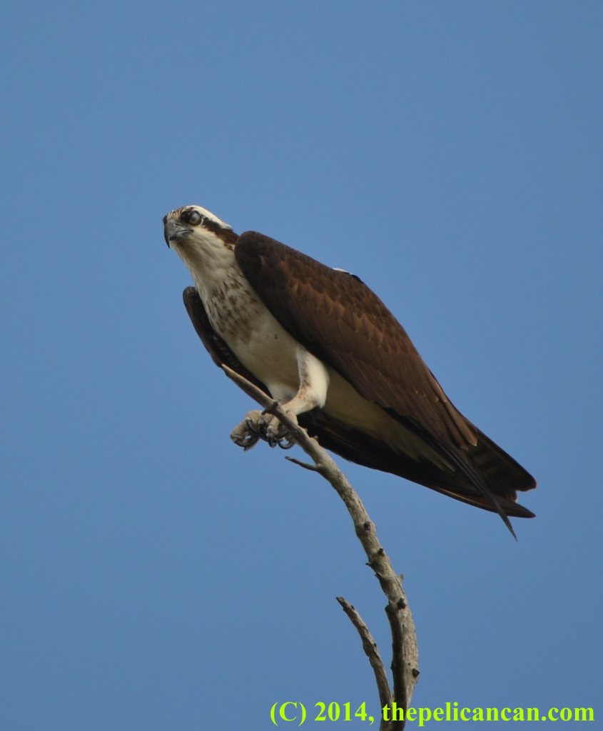 Osprey (Pandion haliaetus) sitting on a branch in Central Florida