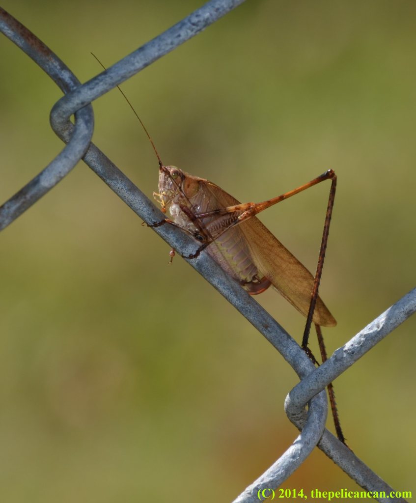 Brown katydid resting on a chain-link fence in Dallas, TX