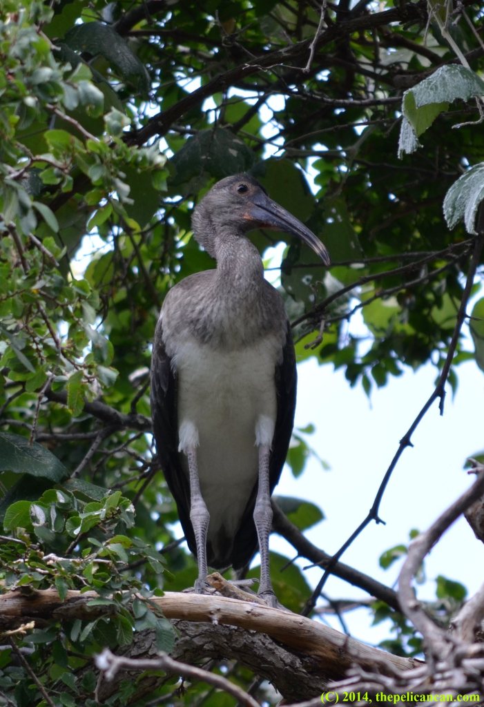 Juvenile American white ibis (Eudocimus albus) perched in a tree at the UT Southwestern rookery in Dallas