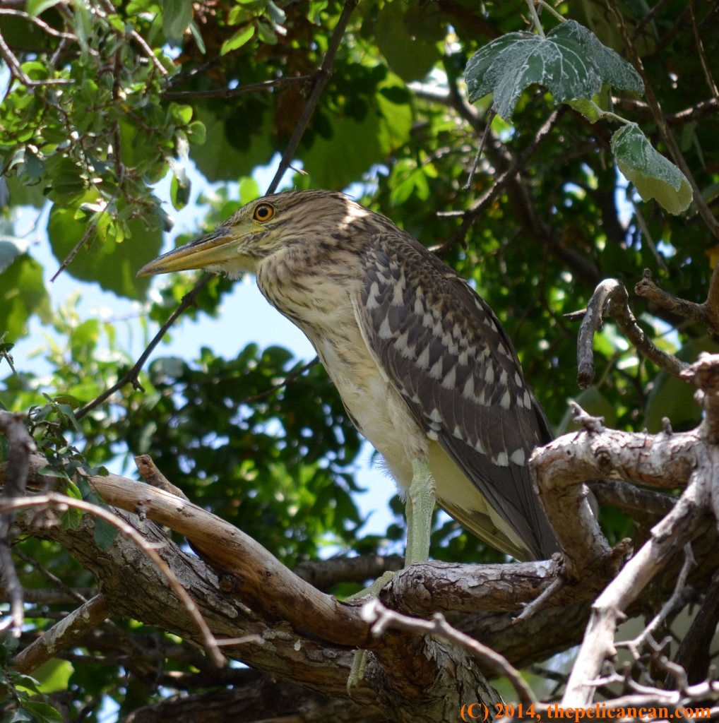 Juvenile black-crowned night heron (Nycticorax nycticorax) stands in a tree at the UT Southwestern rookery in Dallas