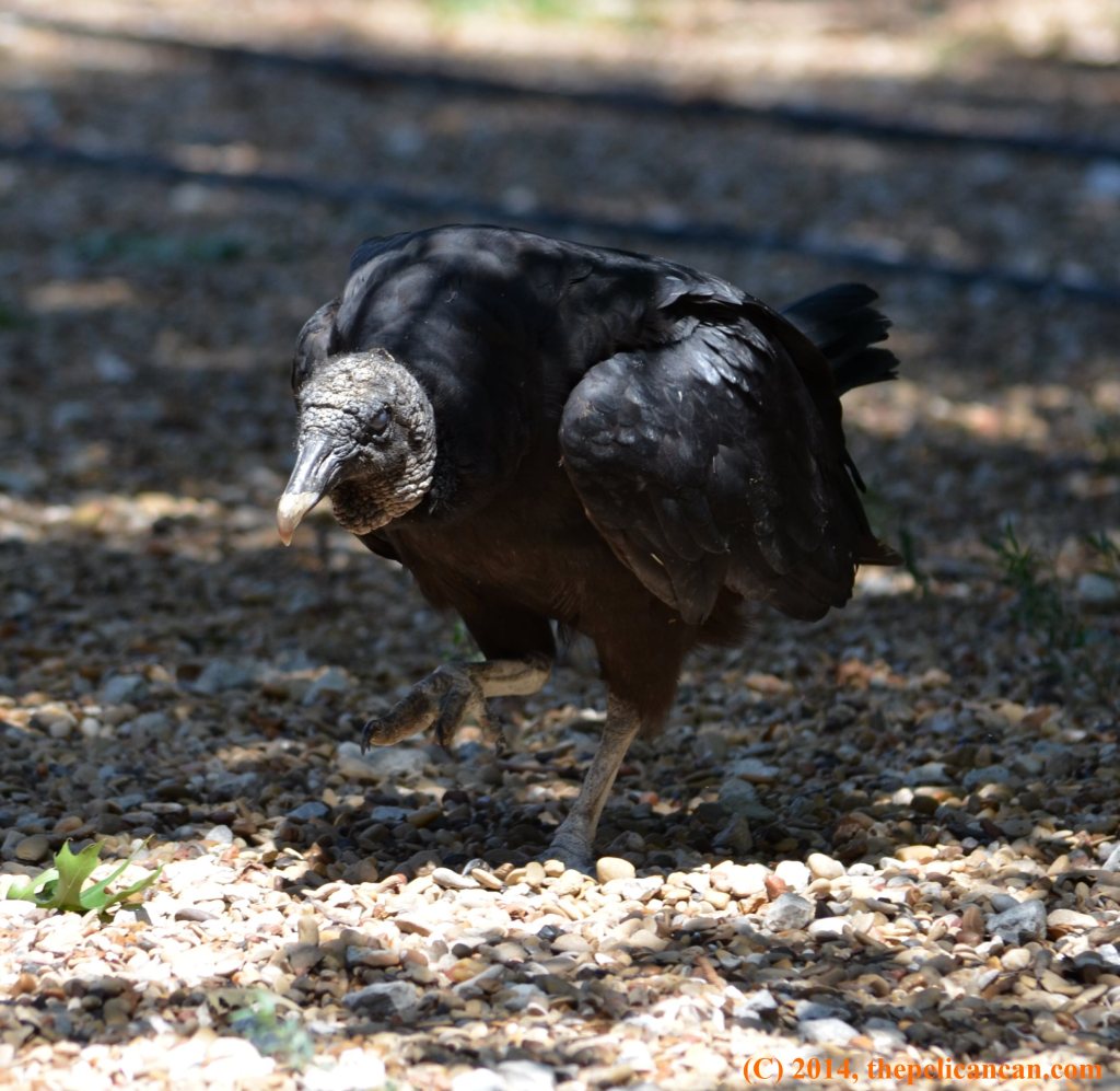A black vulture (Coragyps atratus) walks on the grounds at Rogers Wildlife Rehabilitation Center, south of Dallas