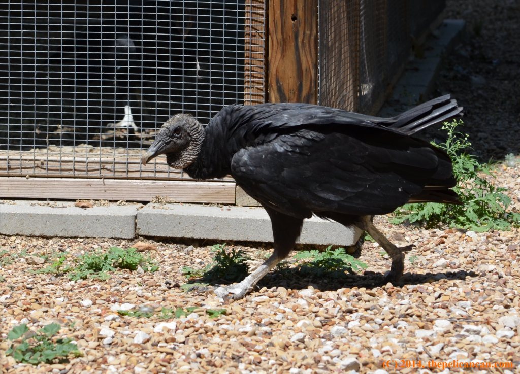 A black vulture (Coragyps atratus) walks on the grounds at Rogers Wildlife Rehabilitation Center, south of Dallas