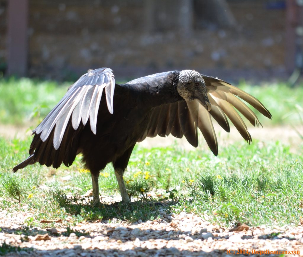A black vulture (Coragyps atratus) stands in the sun at Rogers Wildlife Rehabilitation Center, south of Dallas