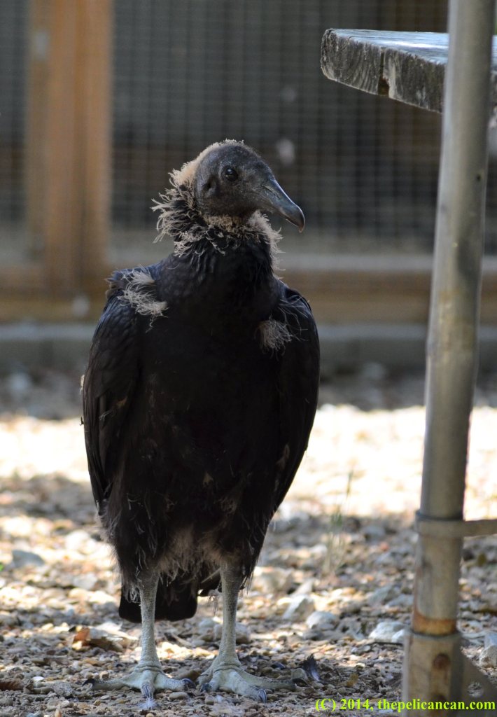 Juvenile black vulture (Coragyps atratus) standing in the shade at Rogers Wildlife Rehabilitation Center, south of Dallas