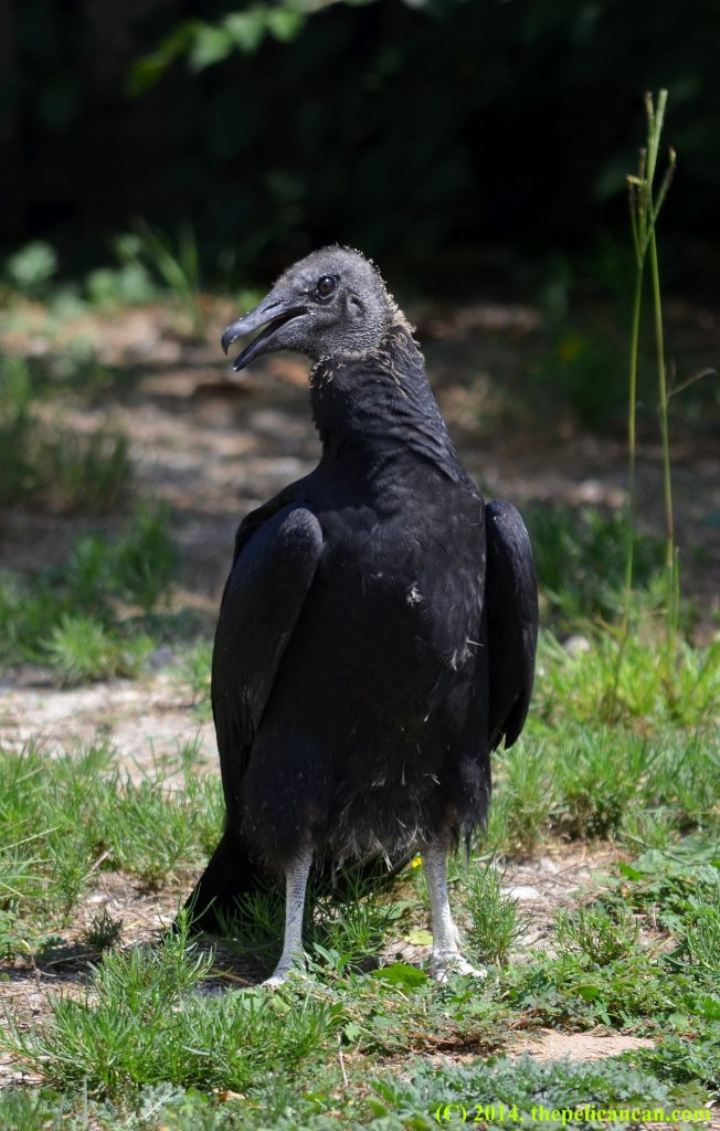 Juvenile black vulture (Coragyps atratus) standing at Rogers Wildlife Rehabilitation Center, south of Dallas